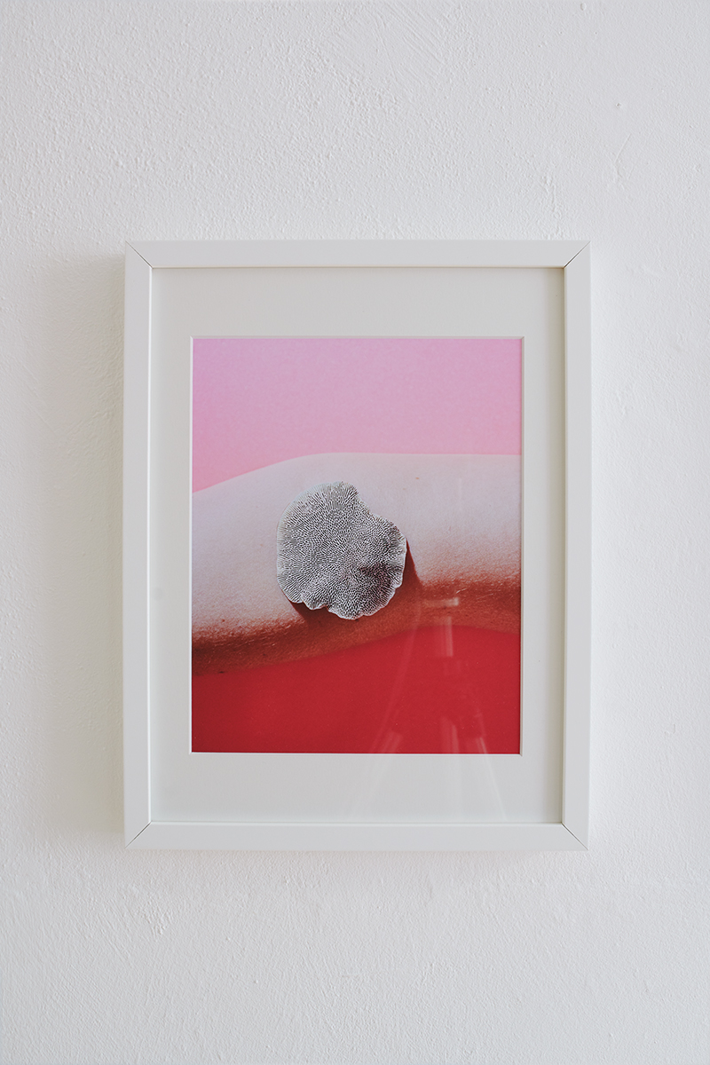 Heidi Mayer Fotografie, München, Art, künstlerische Fotografie, Ausstellung, zwischen-wesen, Pilze